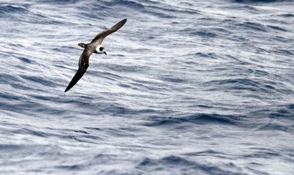 White-Napped Petrel